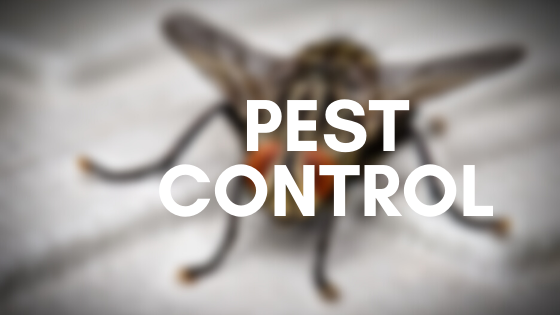 Pest Control kklji
